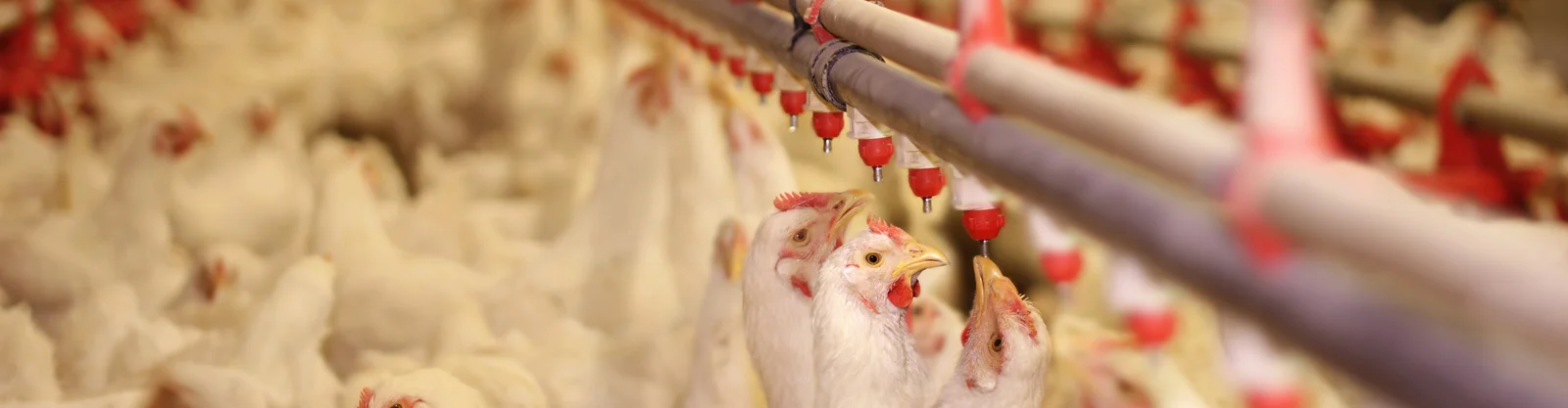 Poultry Air Treatment